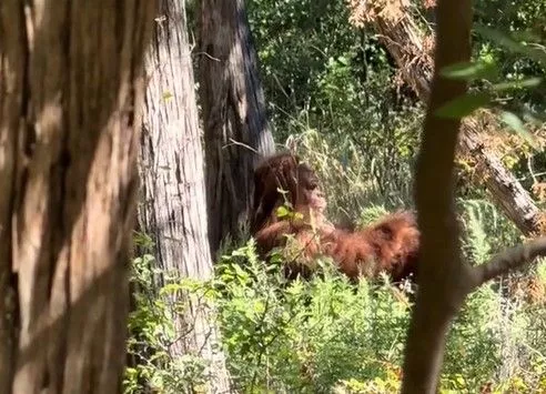 神秘大脚怪真的存在?现踪美国清晰画面曝