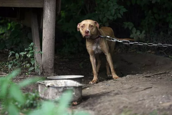 男院子遭9只比特犬包围咬死，警到场击毙