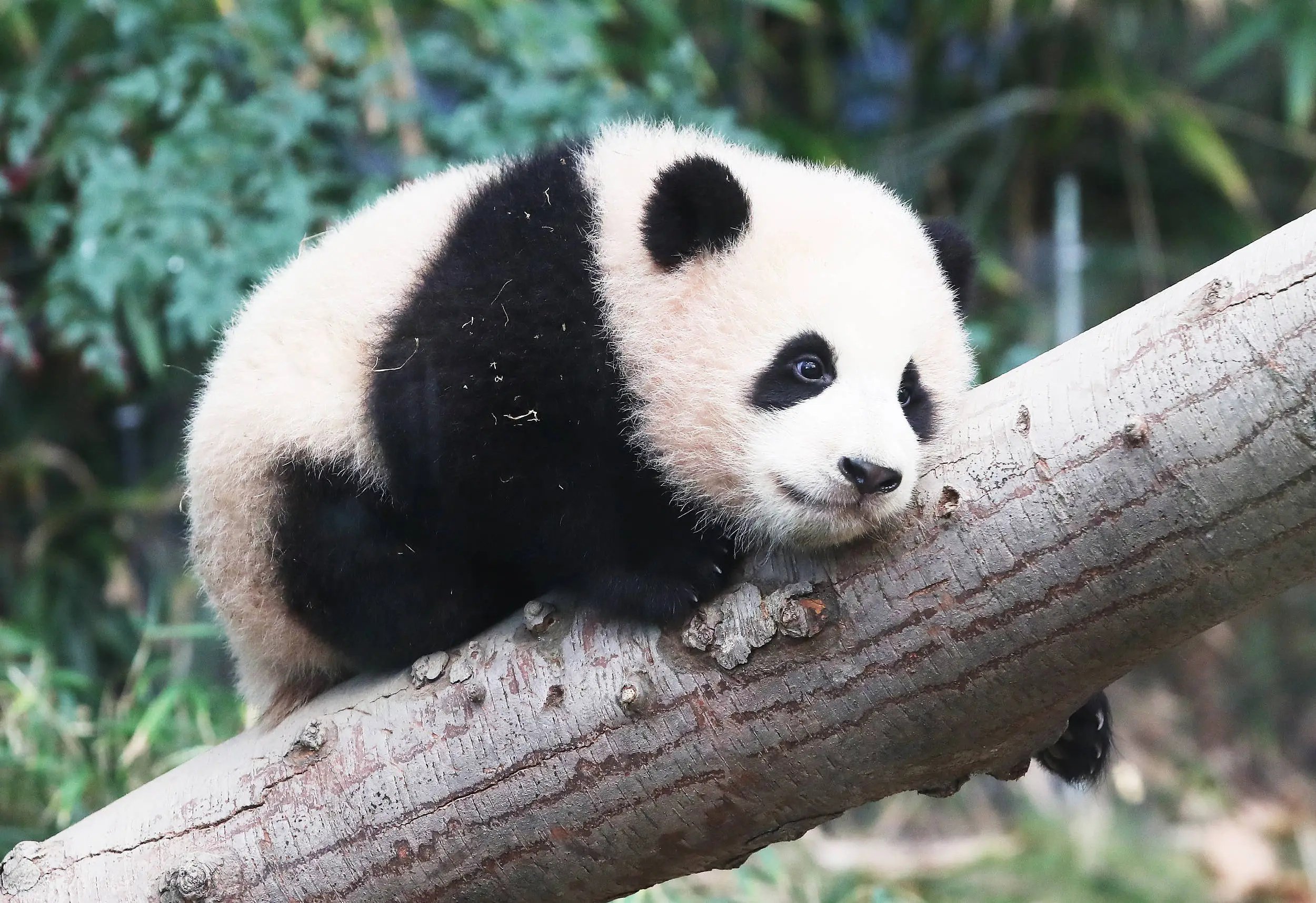 大熊猫几乎没天敌，为啥会沦为濒危动物？这结果也得“怪”它们自己！