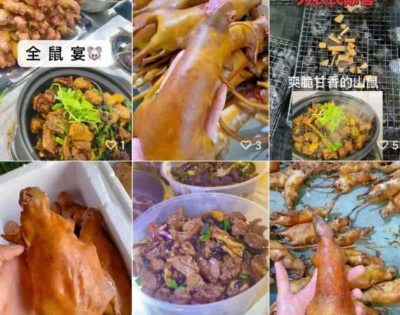 ▲▼抖音出现「直播炒老鼠肉」 还「大量收活鼠」一斤300元。 （图/翻摄抖音）