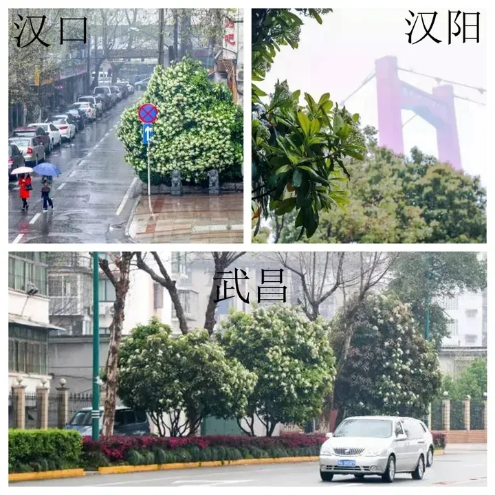 散发汉子味的“淫树”，为何深受大学喜爱