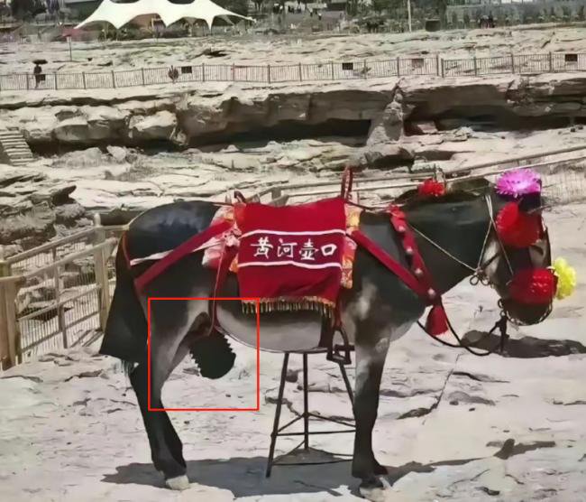 黄河壶口景区毛驴生殖器被戴套，火了
