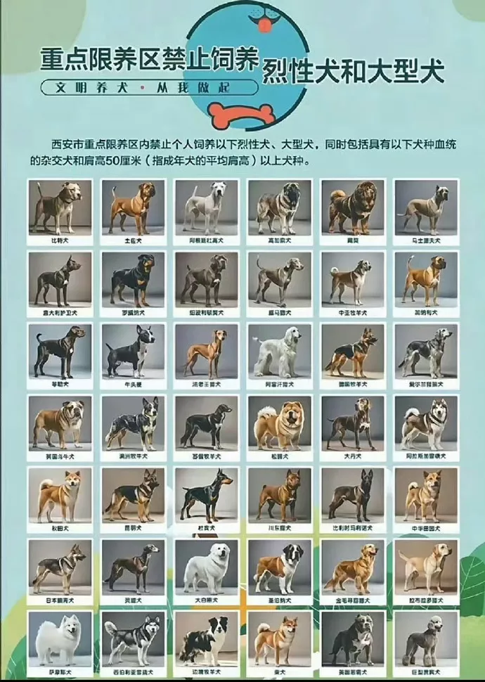 “老祖宗严选为何不让养？”中华田园犬被禁养引热议
