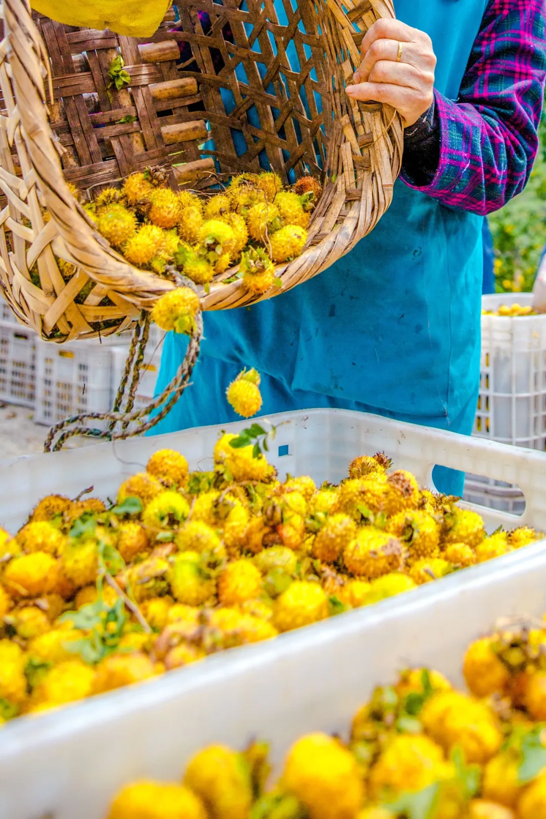 一秋知“五养”，这个西南秘境到底有多上头