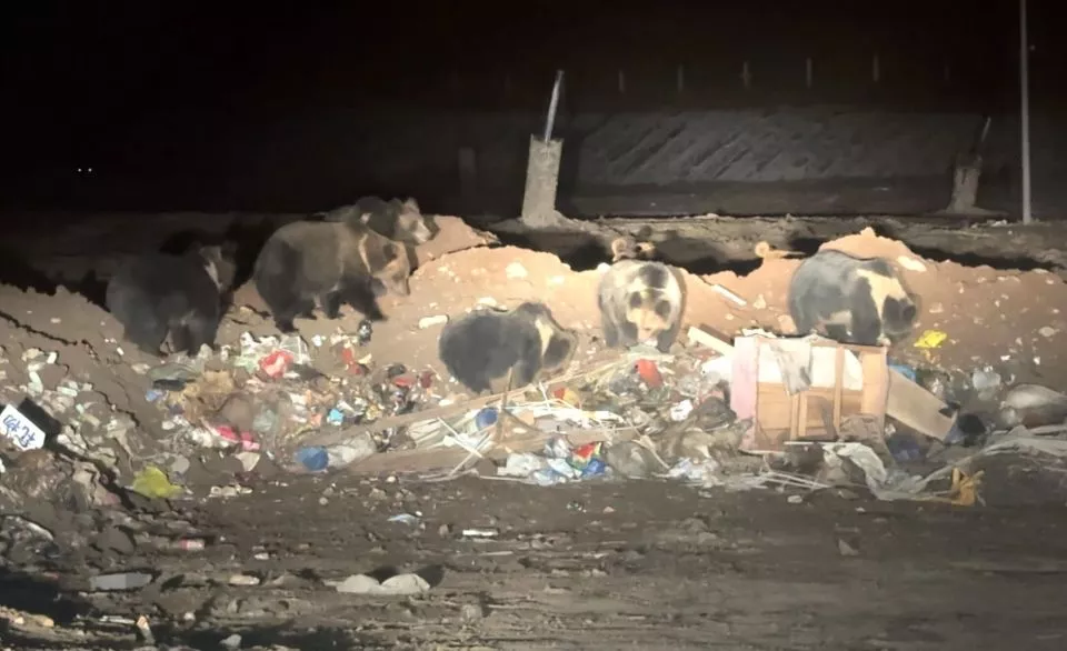 藏马熊群垃圾场觅食，“什么都往嘴里送”