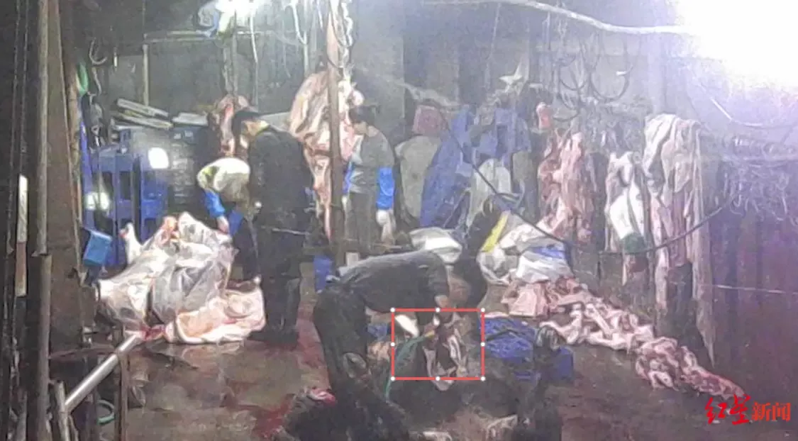 注水牛肉调查：屠宰场藏身农家 一头牛注水超百斤