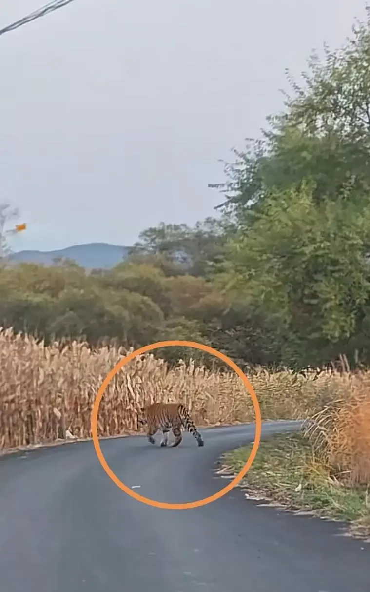 男子在珲春村道上偶遇野生东北虎 乡政府：已预警