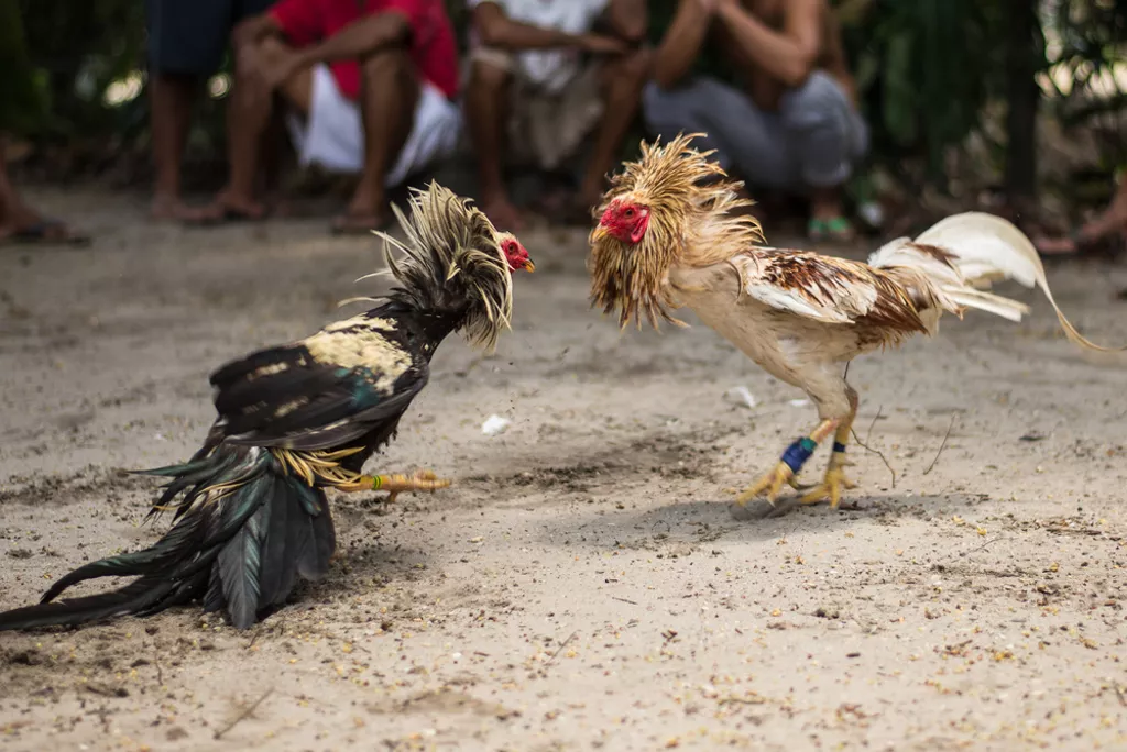夺命鸡！男遭踢胯下身亡 观众目睹鸡踢死主人