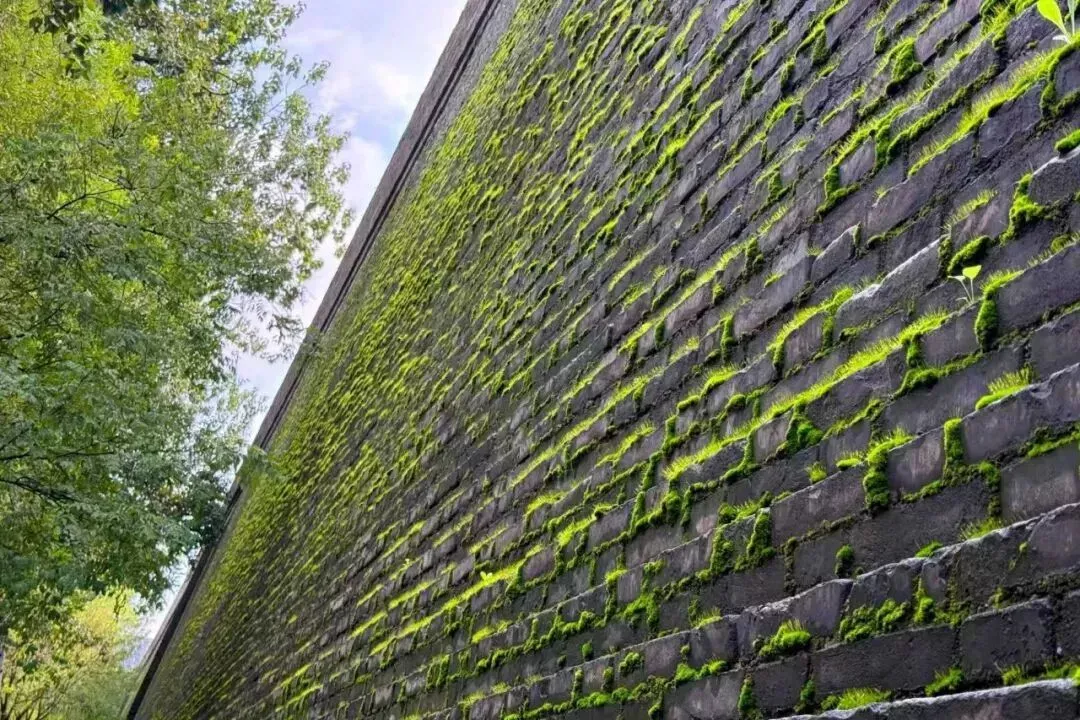 北方古城潮到发绿，多少人急急急急坏了