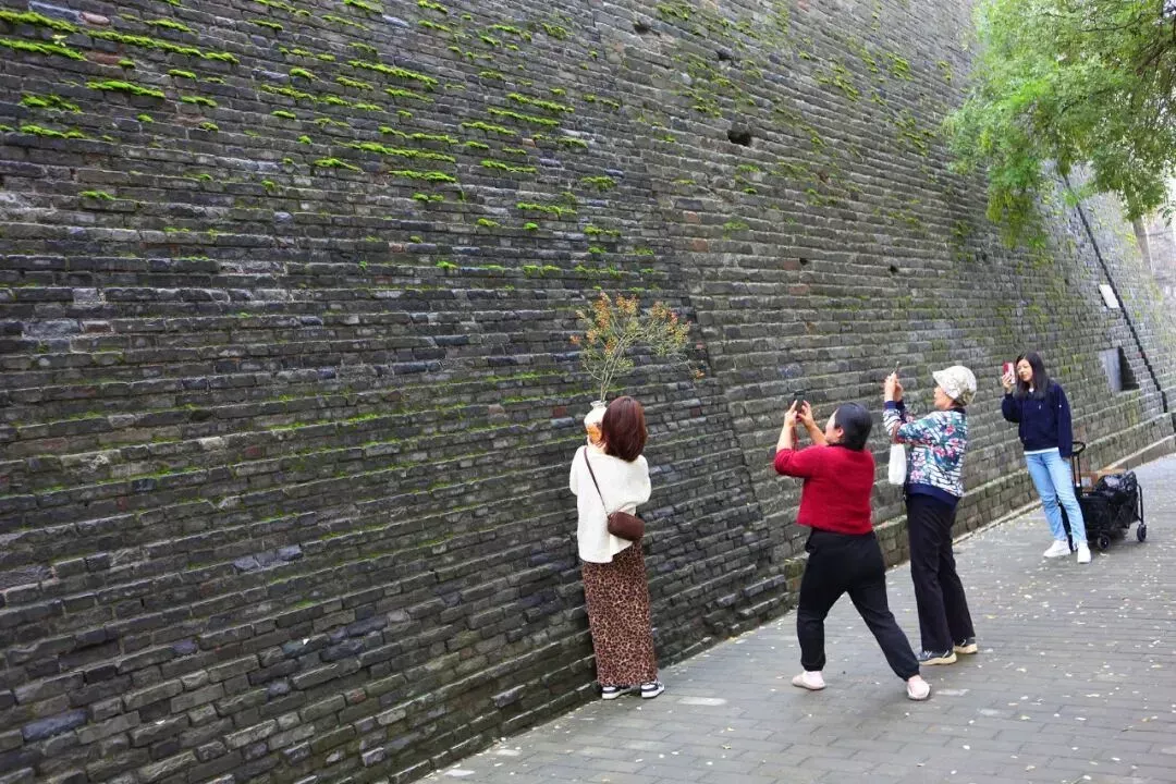 2025年10月15日，西安市城墙和平门至建国门段，因墙面覆盖苔藓形成的 “绿色景观”，吸引众多市民与游客驻足观赏并拍摄记录。（图/视觉中国）