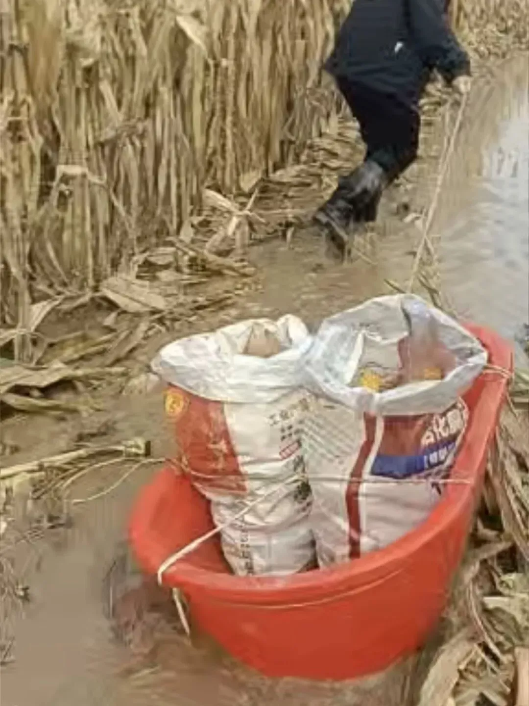 河南人苦,大旱中救活的玉米,现在都泡烂了