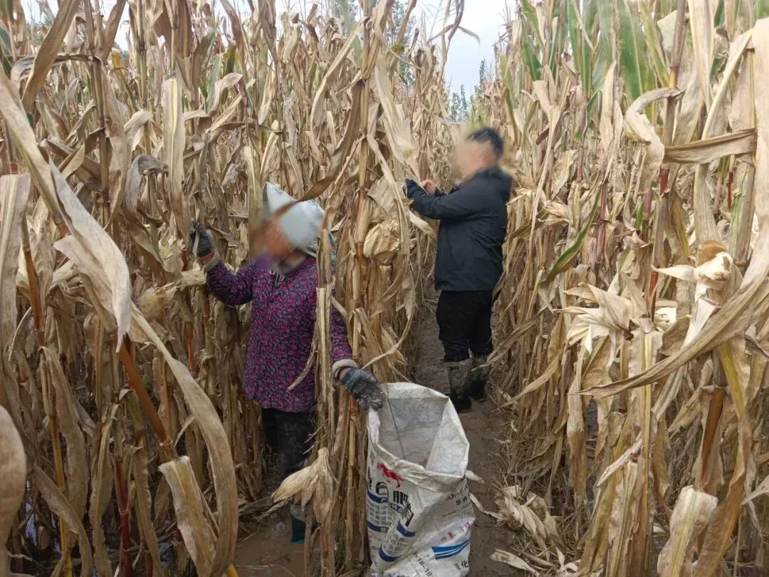 村民在抢收玉米/受访者供图