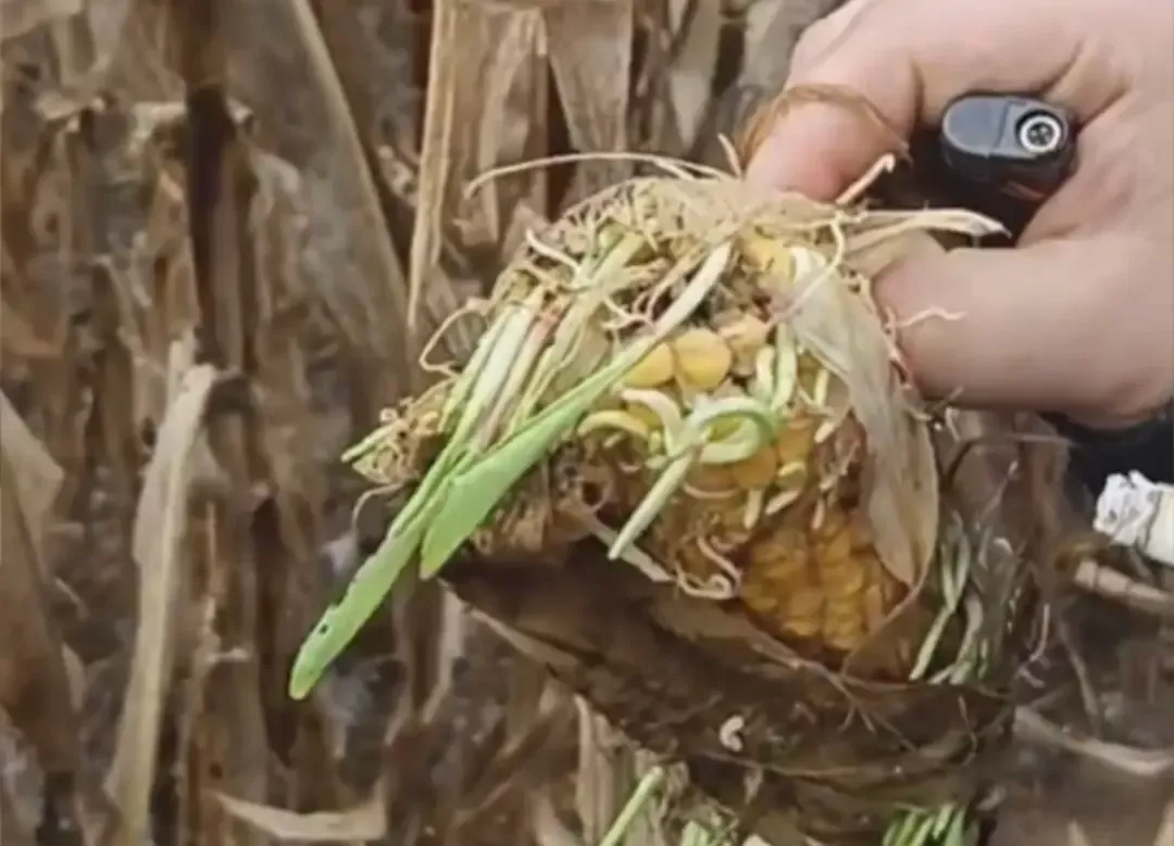 已经发芽的玉米/受访者供图