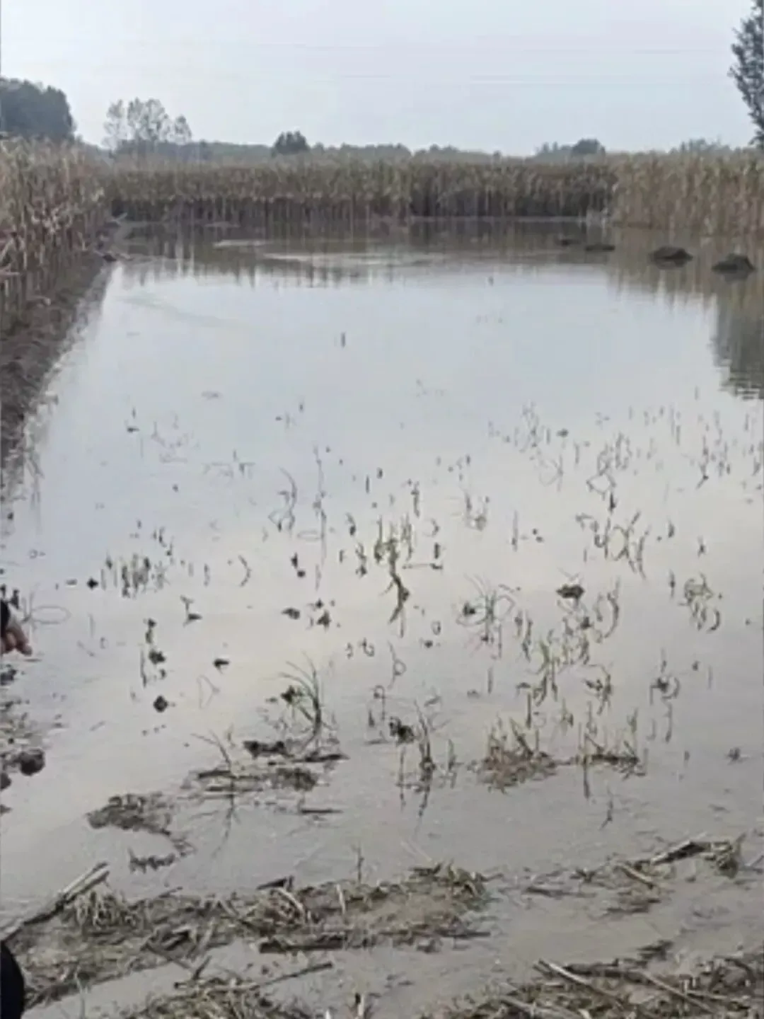 暴雨前收割完的一块玉米地，已经成为了池塘/受访者供图