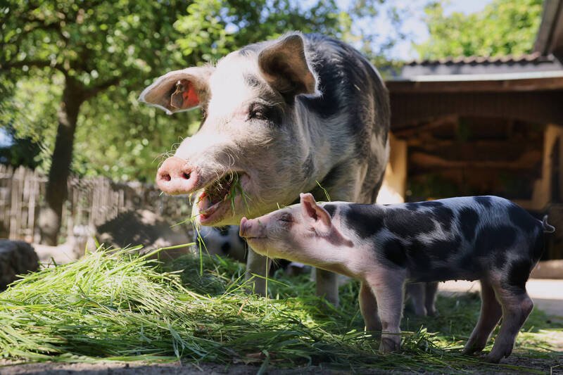 苏格兰爱丁堡大学罗斯林研究所的科学家，利用基因编辑技术培育出对猪瘟具抗性的猪只。（示意图，美联社档案照）