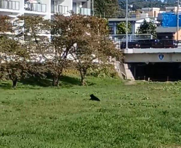 熊逃向岩手县盛冈市中心住宅区。（图撷自X）