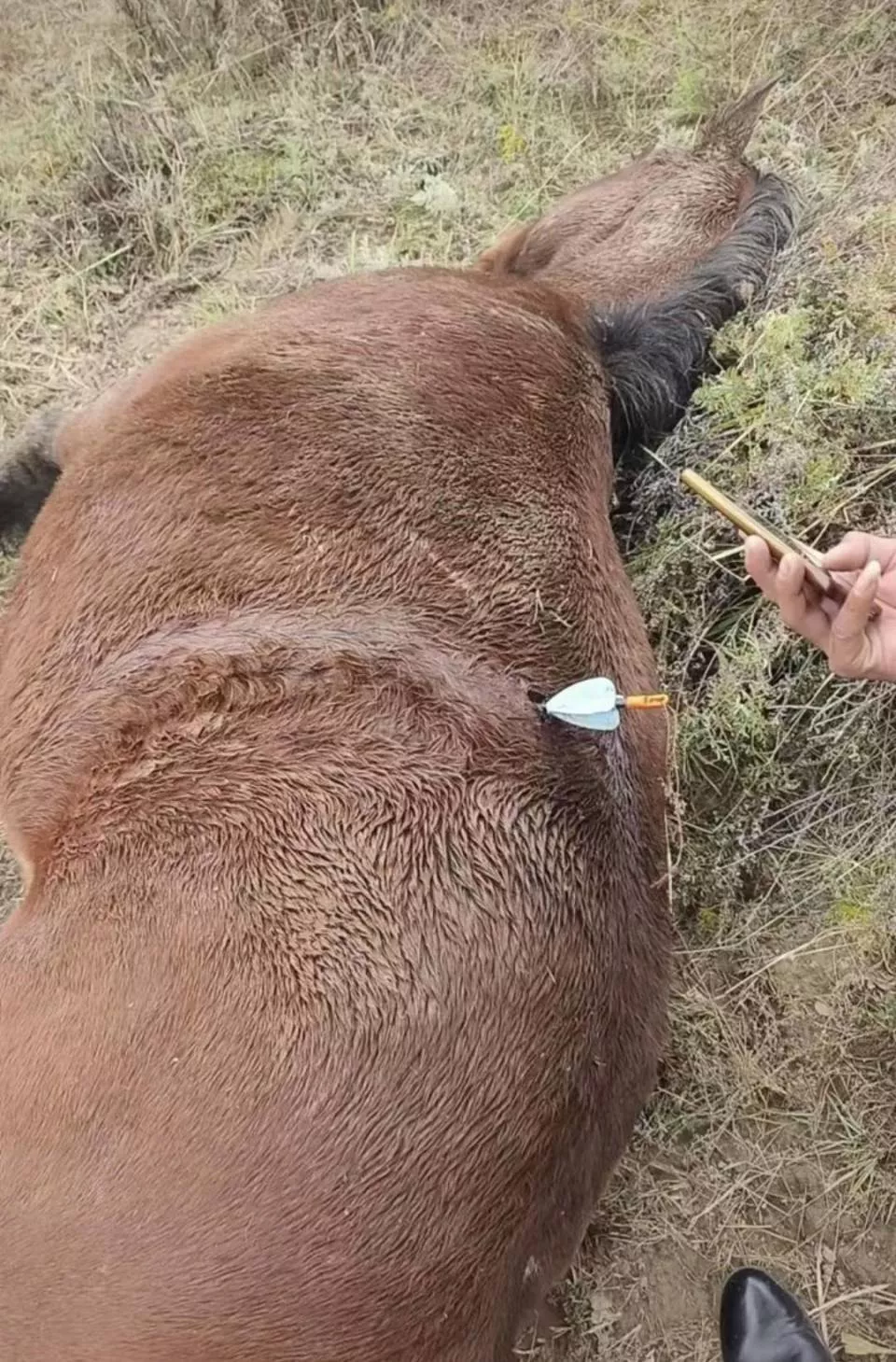 多地发生动物遭热成像无人机投箭射杀事件,记者调查