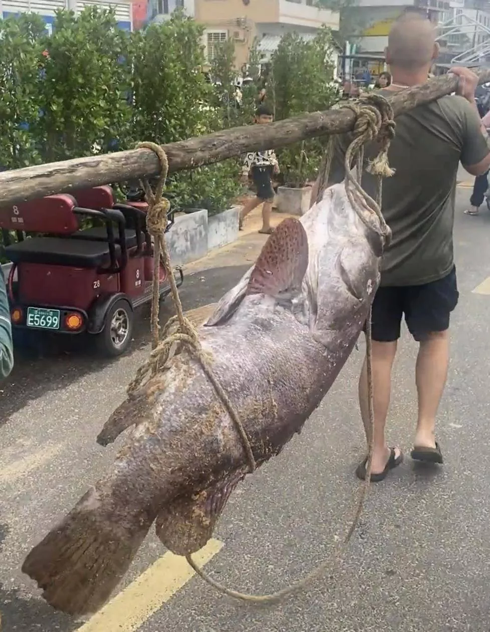 海口一渔民捕获巨型石斑鱼，目击者：个头跟猪差不多