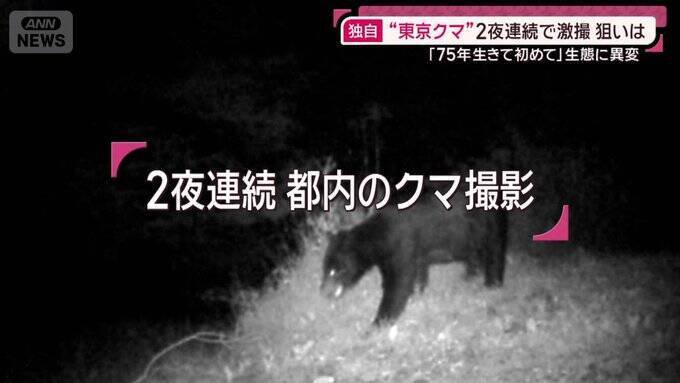 位于东京都西部多摩地区的日之出町,连续2日拍到有亚洲黑熊闯入民宅后院觅食。(图撷取自「ANNnewsCH」YouTube) 位于东京都西部多摩地区的日之出町,连续2日拍到有亚洲黑熊闯入民宅后院觅食。(图撷取自「ANNnewsCH」YouTube)