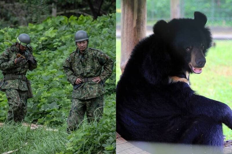 秋田县知事请求自卫队出动因应熊害,不过不使用枪械等武器。自卫队与黑熊示意图,与本新闻无关。(合成图) 秋田县知事请求自卫队出动因应熊害,不过不使用枪械等武器。自卫队与黑熊示意图,与本新闻无关。(合成图)