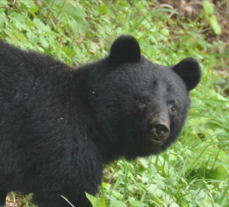 日本今年熊袭事件频传,位于东北地区的秋田县是「重灾区」之一。(图撷取自@kentasuzuki105 IG) 日本今年熊袭事件频传,位于东北地区的秋田县是「重灾区」之一。(图撷取自@kentasuzuki105 IG)