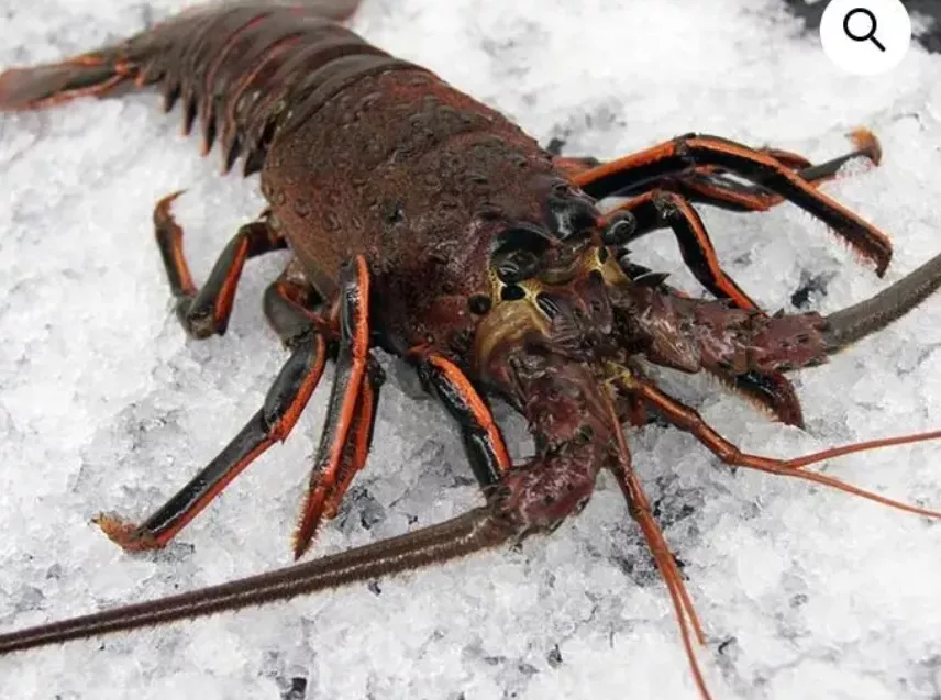 中国不买龙虾了！加州本地人终于又吃得起了