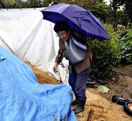 日本妇人分享遇到熊攻击时的自保之道。（图撷取自@livedoornews社群平台「X」）