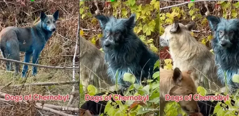 切尔诺贝利惊见多只“蓝色狗”在跑 看上去活泼健康…