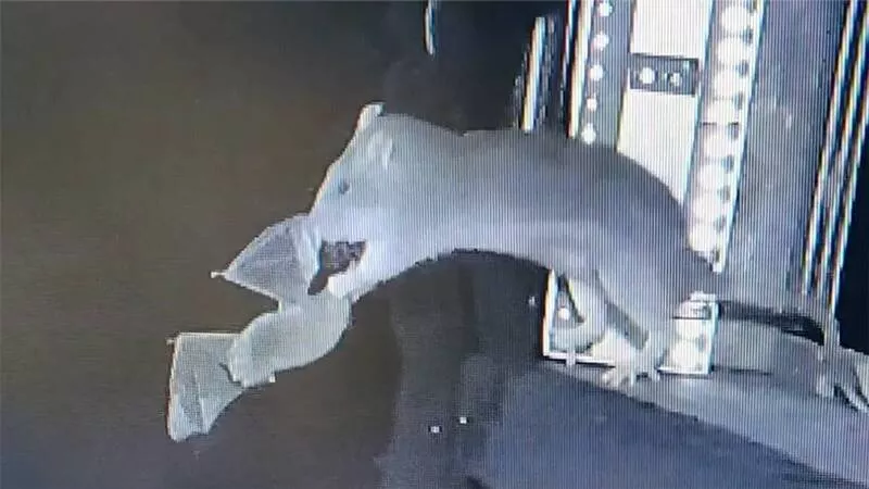 前所未见：老鼠空中拦截！猎捕飞行中的蝙蝠(视频)