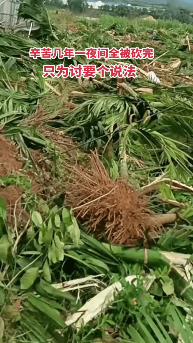 海南农民爆发大规模示威 网传警方一度鸣枪驱散 海南农民爆发大规模示威 网传警方一度鸣枪驱散