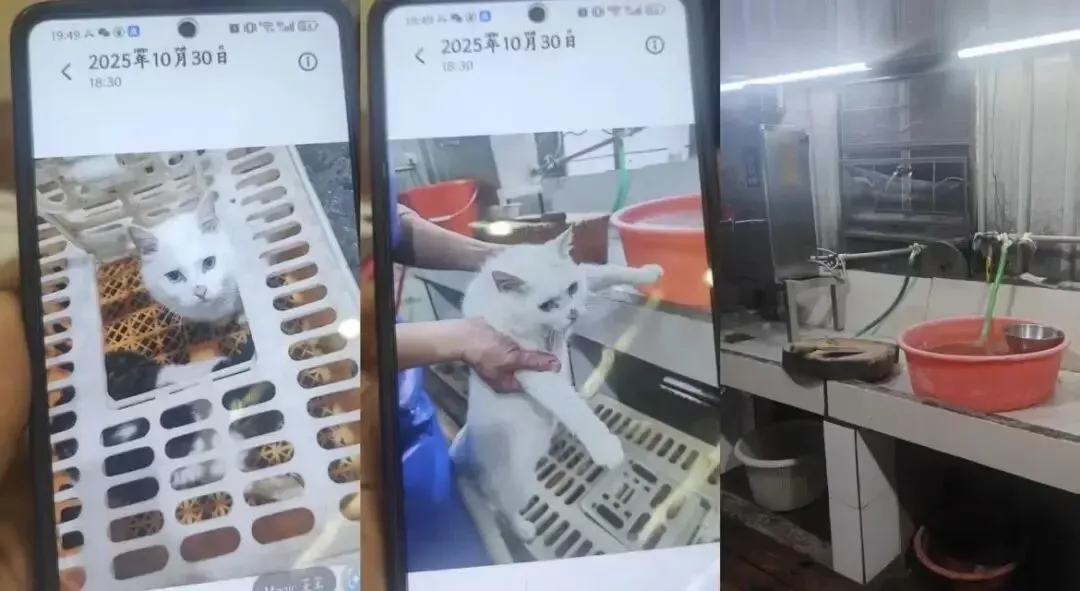 私房菜馆被曝宰杀活猫 煲“龙虎凤”