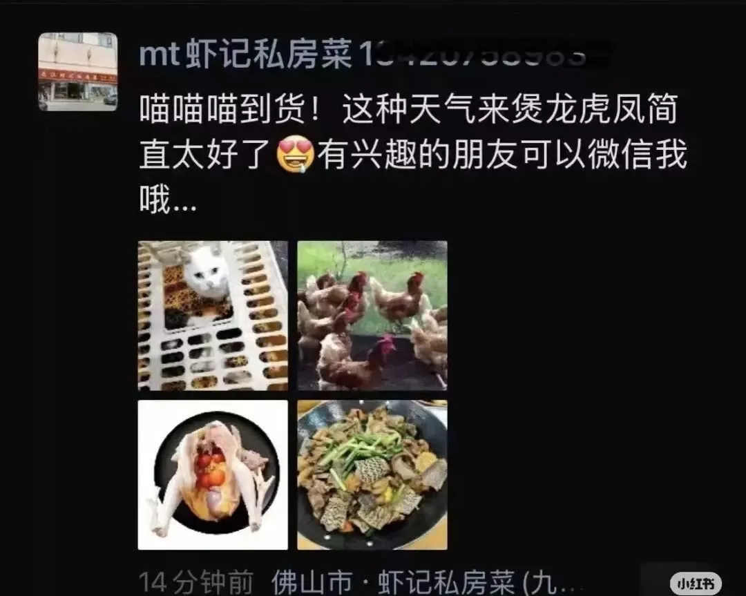 私房菜馆被曝宰杀活猫 煲“龙虎凤”