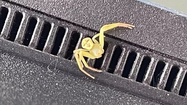 ▲▼人面蜘蛛！腹部「浮出表情輪廓」。（圖／翻攝臉書）