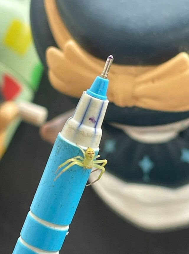 ▲▼人面蜘蛛!腹部「浮出表情輪廓」。(圖/翻攝臉書)