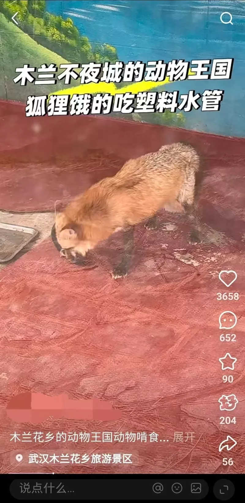 景区里的狐狸饿得啃食水管?武汉一地文旅局回应