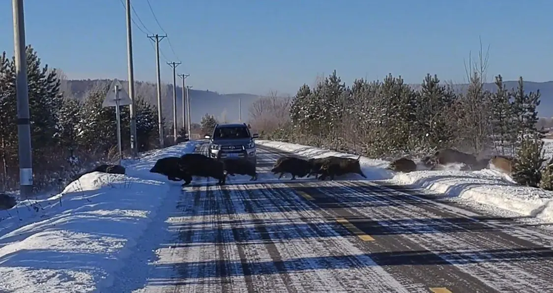 女子偶遇五六十头野猪组团横穿马路 速度比车快