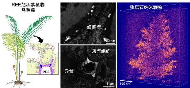 涉及稀土   中国科学家首次发现