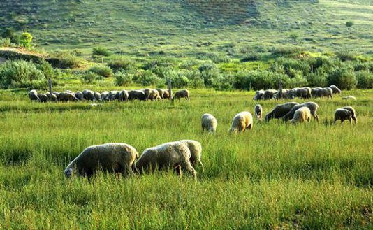 中国最好吃的羊肉  都在这张地图里