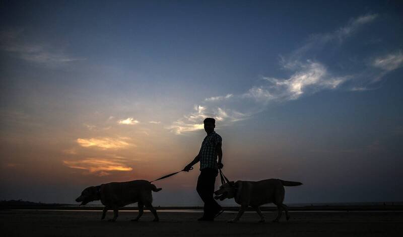 印度南部近日发生一起震惊社区的虐狗案件。示意图。（欧新社）