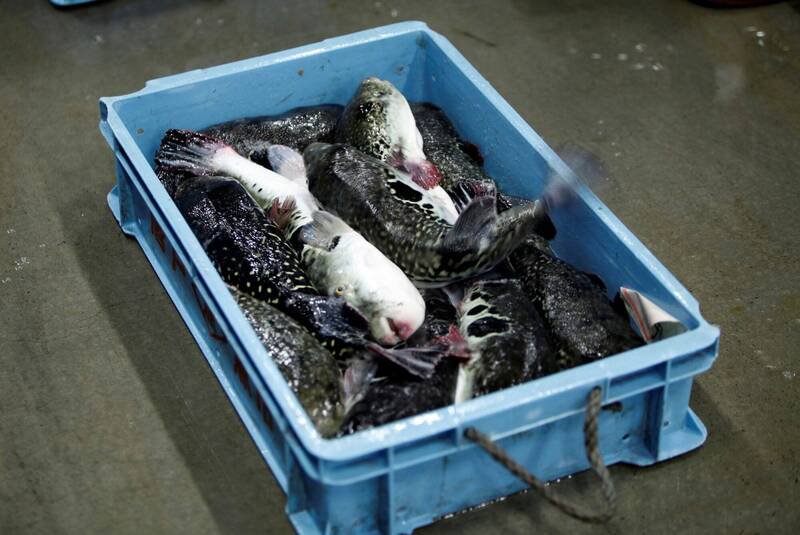 日本广岛县3人食用河豚中毒。日本河豚示意图。（路透）