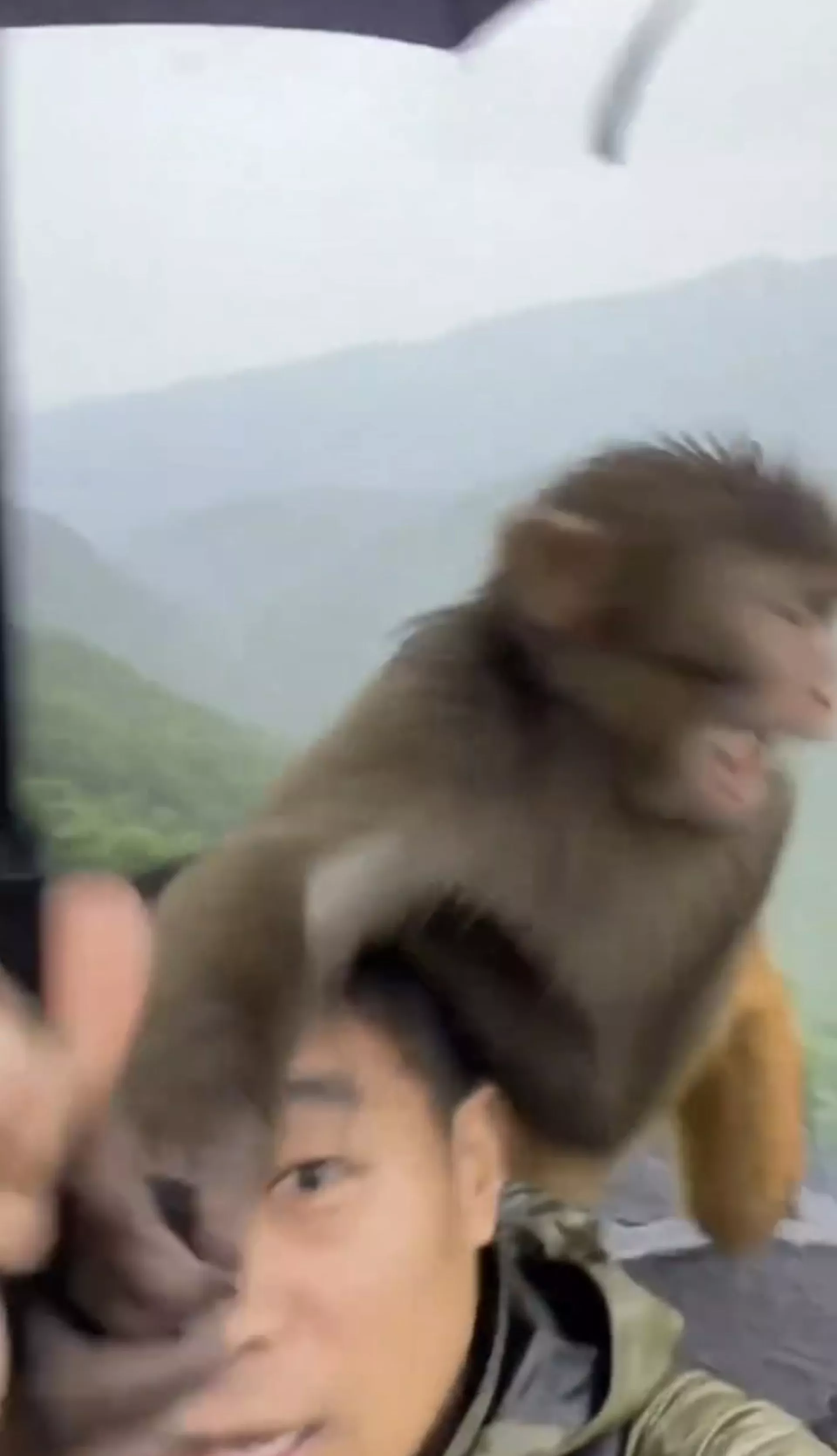 “猴子抢游客的伞 然后惊现神奇一幕”疯传 网疑AI生成