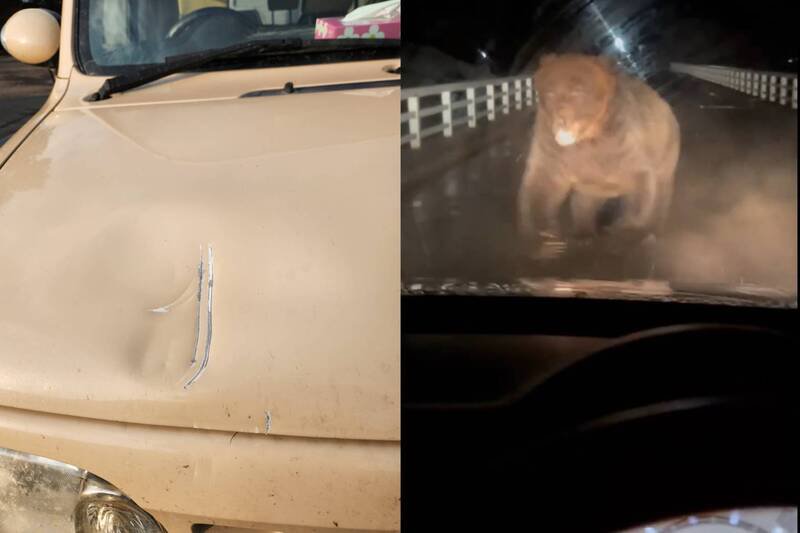 北海道一间牧场近日传出，工作人员晚间开车外出途中，突遭到一头体型巨大棕熊袭击，车头引擎盖更牠被一掌猛力拍凹。（图撷取自@MULBERRY_STABLE 社群平台「X」，本报合成）