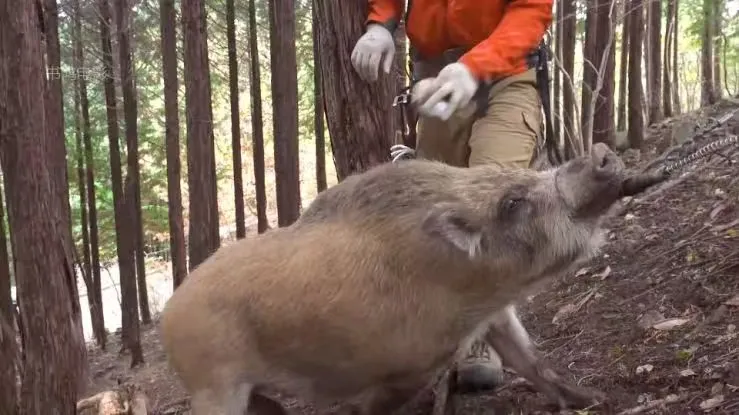 “开始记得人的味道” 日本熊灾最新进展吓人