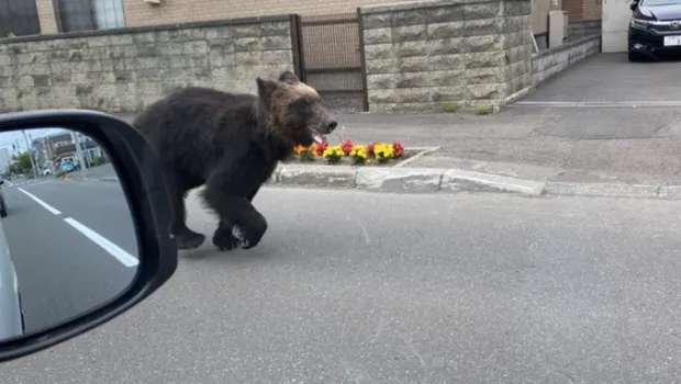 “开始记得人的味道” 日本熊灾最新进展吓人