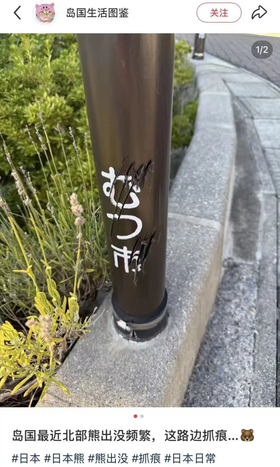 “开始记得人的味道” 日本熊灾最新进展吓人