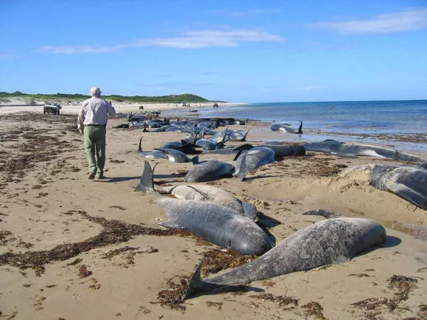 被煮熟？153只海豚浮尸湖面 惨烈一幕曝光
