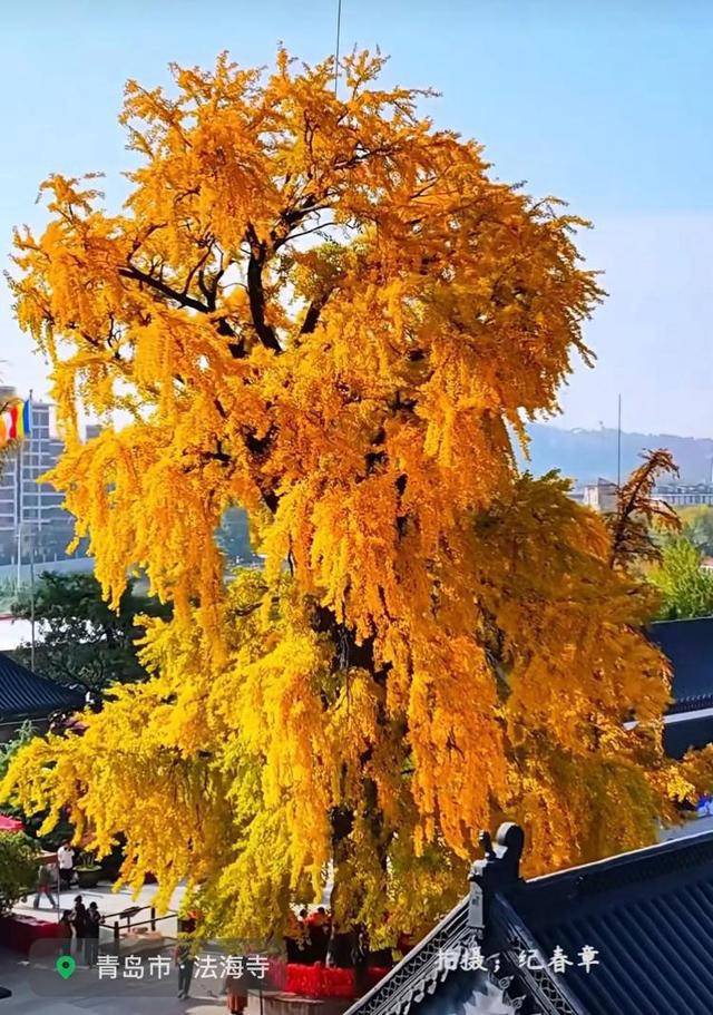 中国1600岁“银杏王”满树金黄 中国1600岁“银杏王”满树金黄