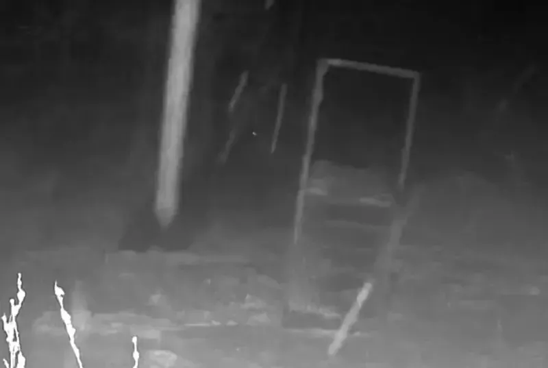 北海道巨熊狠狠推倒300公斤陷阱箱 日人震惊(视频)