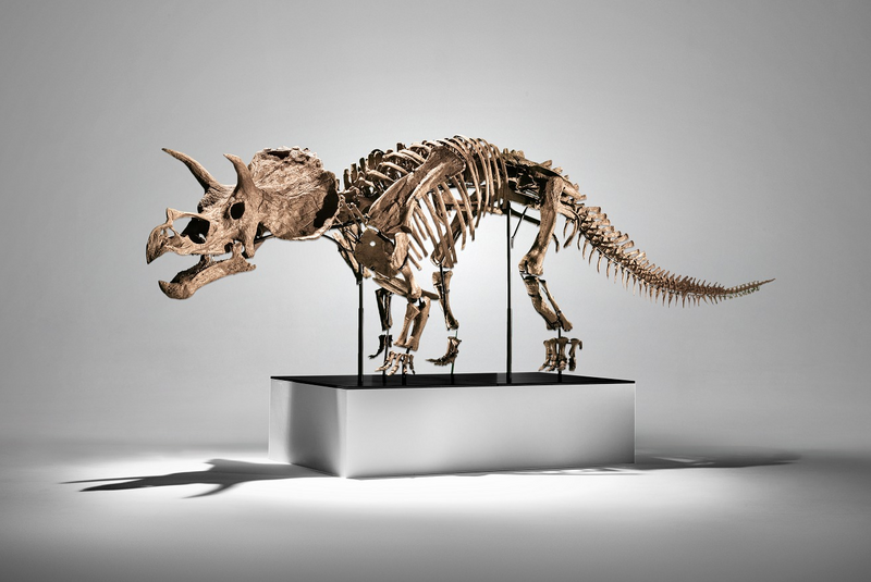 全球史上首具最完整的幼年三角龙化石「Cera」。（图撷取自Phillips官网）
