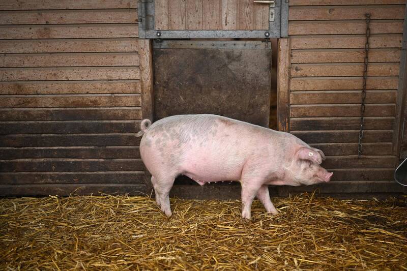 南韩忠清南道一家养猪场在25日发现非洲猪瘟确诊病例，当局将疫情警报调升至最高，发布家畜禁运令，人车在48小时内禁止前往全国畜牧设施。（法新社）